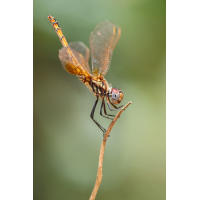 Sonnenzeiger(in)
(der_kex) Trithemis annulata_f_8W8A8121_1200a.jpg (der_kex)