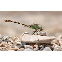 Paragomphus genei_m_8W8A5236_1200a.jpg (der_kex)