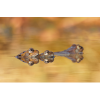 Grasfrösche__8W8A2798_1200a.jpg (der_kex)