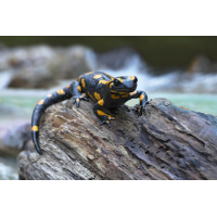 Feuersalamander_8W8A9812_1200.jpg (der_kex)