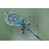 HimmelblauerBläuling_8W8A4982_1200.jpg (der_kex)