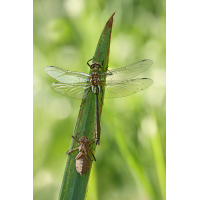 Cordulia aenea_m_8W8A5356_1200.jpg (der_kex)