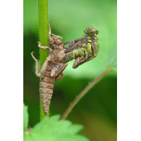 Gomphus vulgatissimus_m_Schlupf_8W8A0504_1200.jpg (der_kex)