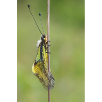 Libellen-Schmetterlingshaft_8W8A6484_1200.jpg (der_kex)