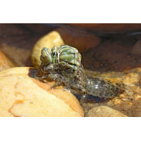 Zangenlibellen-Schlupf
(der_kex) Onychogomphus forcipatus_m_schlupf_8W8A5560_1200.jpg (der_kex)