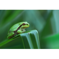 Laubfroschbaby_8W8A1145_1200.jpg (der_kex)