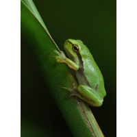 Laubfroschbaby_8W8A5435_1200.jpg (der_kex)