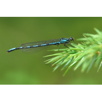 Coenagrion hylas_m_8W8A3147_1200.jpg (der_kex)
