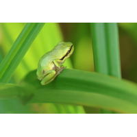 Laubfroschbaby_8W8A8049_1200.jpg (der_kex)