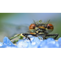 Adonislibelle
(Orion59) 20260118_105546.jpg (Orion59)