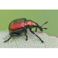 kaefer-stack-6048148-8253.jpg (Freddie)