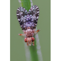 fliege-stack-6045849-5946.jpg (Freddie)