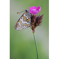 schecki-stack-6206830-52.jpg (Freddie)