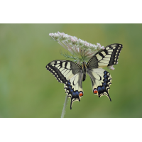 schwalbi-stack-7139846-52.jpg (Freddie)