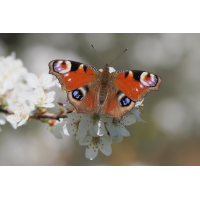 tagpf-stack-4076720+21.jpg (Freddie)