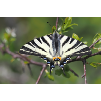 segel-stack-4277912-18.jpg (Freddie)