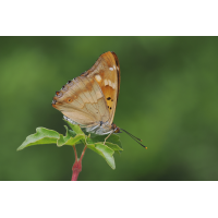 schiller-stack-6171152-62.jpg (Freddie)