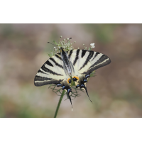 segel-stack-7209076-78.jpg (Freddie)