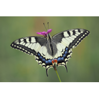 stack-173649-66.jpg (Freddie)