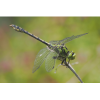 lib-stack-7256741-68.jpg (Freddie)