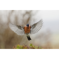 rot02-1.jpg (rincewind)