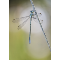 im Spot 01.jpg (rincewind)