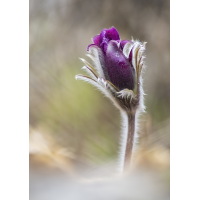 ein Anfang
(rincewind) schelle01.jpg (rincewind)