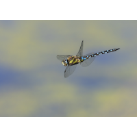 fluig01.jpg (rincewind)