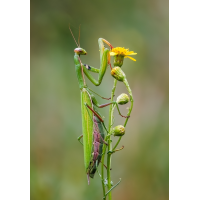 gleicher Ort einen Tag später
(rincewind) mantis_01.jpg (rincewind)