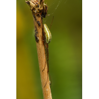 Dickkieferspinne 1a 2025.jpg (klaus57)