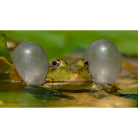 Frosch 10a 2025.jpg (klaus57)