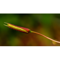 Gemeine Nachtkerze (Oenothera biennis) 2a 2025.jpg (klaus57)