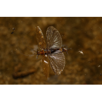 Insekt 1a 2025.jpg (klaus57)