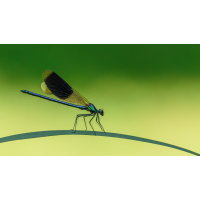 Prachtlibelle
(klaus57) Prachtlibelle 72a 2025.jpg (klaus57)