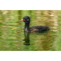 Teichhuhn 1a 2025.jpg (klaus57)