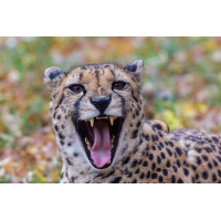 Gepard 3a 2025.jpg (klaus57)