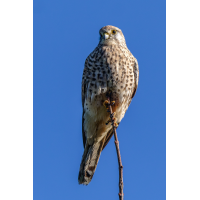 Turmfalke 607b 2025.jpg (klaus57)