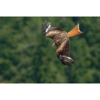 Rotmilan 132a 2025.jpg (klaus57)