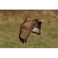 Mäusebussard 7a 2026.jpg (klaus57)