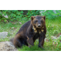 Vielfraß
(klaus57) Vielfraß 2a 2025.jpg (klaus57)