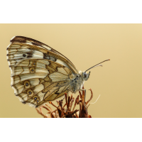 Nur ein Schachbrett
(klaus57) Schachbrettfalter 12a 2025.jpg (klaus57)