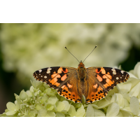 Distelfalter 3a 2025.jpg (klaus57)