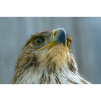 Das letzte Vogelbild
(klaus57) Adler 9a 2025.jpg (klaus57)