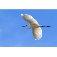 Concord der Lüfte Achtung 2 neue Bilder!
(klaus57) Silberreiher 5a 2026.jpg (klaus57)