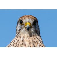 Heute wollte sie es wieder genau wissen
(klaus57) Turmfalke 137a 2026.jpg (klaus57)