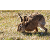 Feldhase
(klaus57) Feldhase 4b 2026.jpg (klaus57)