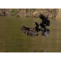 Kormoran
(klaus57) Kormoran 24a 2025.jpg (klaus57)