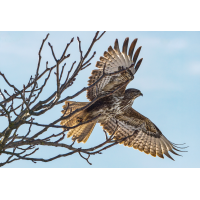 Mäusebussard beim Abflug
(klaus57) Mäusebussard 43a 2026.jpg (klaus57)