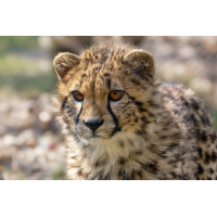 Gepard 6a 2026.jpg (klaus57)