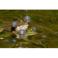 Frosch 2a 2026.jpg (klaus57)